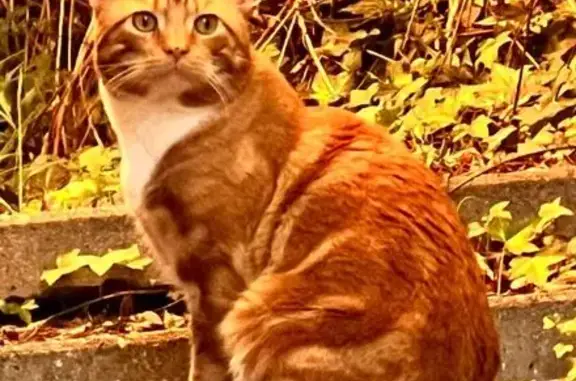 Lost Orange Cat: No Tail, Shy - Aranda