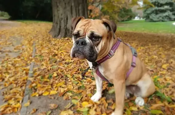 Animaux perdus , photo: Chien perdu : Torvi, Bouledogue Continental