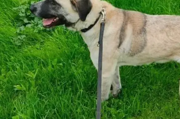 Chien perdu Fréjus, photo : Chien perdue, tâches noires, Fréjus