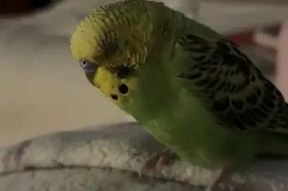 Lost Parakeet: Yellow Face, Bl...