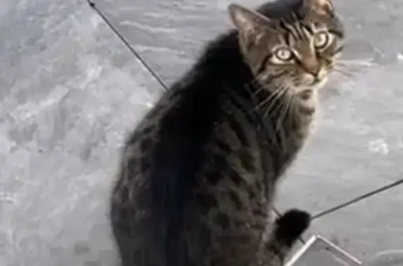 Chat trouvé Liévin, photo: Chat tigrée femelle trouvée à Liévin