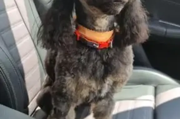 Lost Black Poodle: Reward for Odin