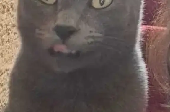 Animales perdidos Ciudad Lopez Mateos, foto: ¡Ayuda! Gato Ruso Azul Perdido en Ciudad