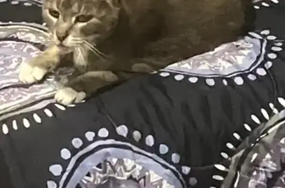 Lost Big Cat in East Patchogue: Help!