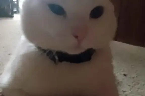 Lost White Cat: Baird Crescent...