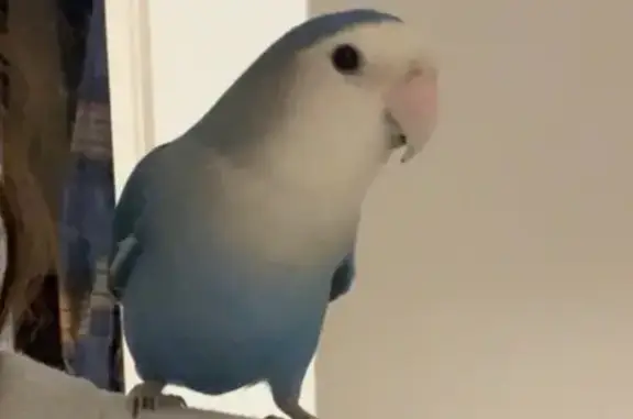 Ave Perdida: Agaporni Azul en Palma - photo