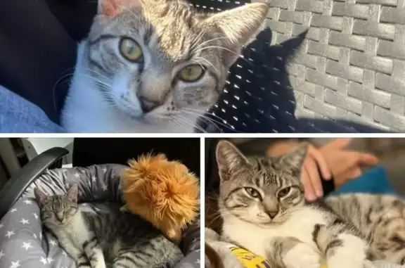 Chatte tigrée perdue à Bourgbarré - photo