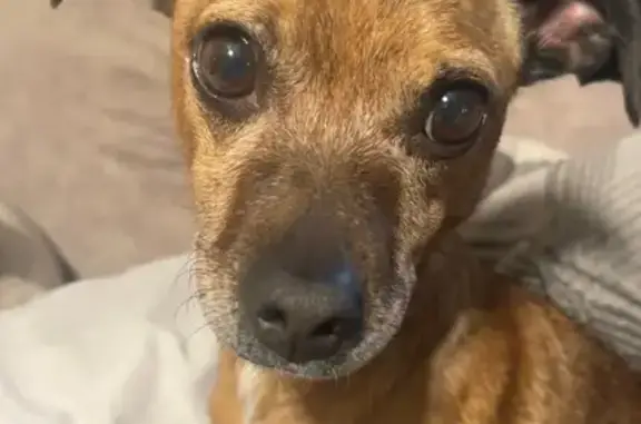 Lost pets Prescott Valley, photo: Lost Sweet Dog: Chihuahua-Dachshund Mix