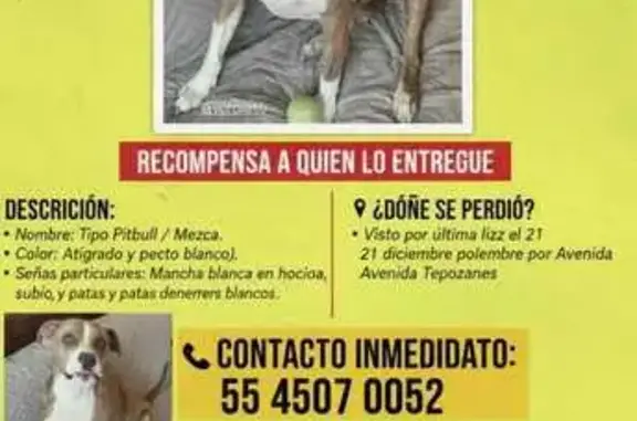 Perros perdidos, Ciudad Nezahualcoyotl, foto: Perro Pitbull Perdido en Av. Tepozanes, Cd. Neza