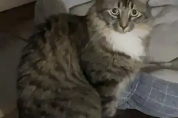 Help Find Pickles: Missing Gra...