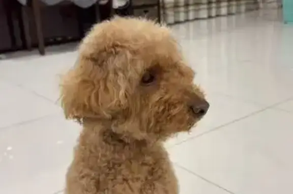 Lost pets , photo: Lost Light Brown Dog with White Patch