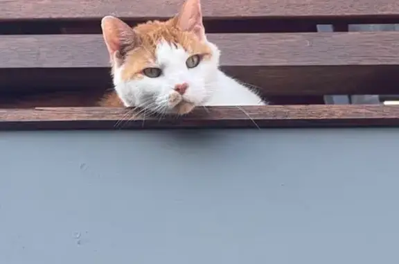 Lost Large Cat: Ginger & White in Brisbane