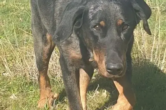 Chienne perdue : Onyx, Beauceronne peureuse - photo