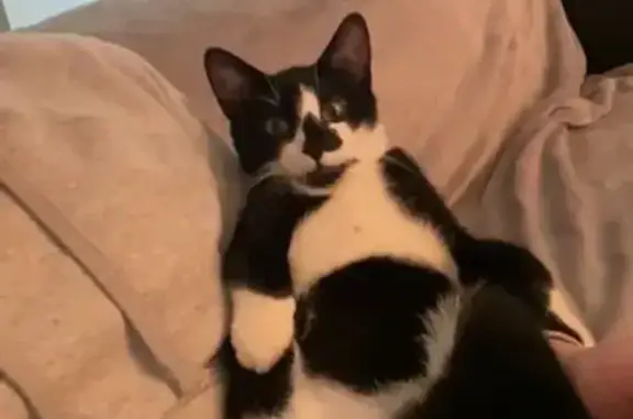 Chat perdu, noir et blanc, 8 mois, Marly-le-Roi - photo
