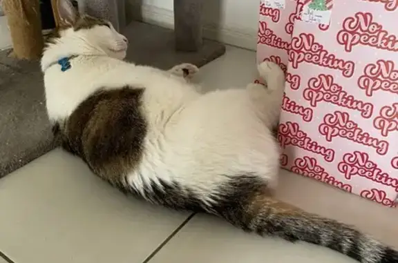 Lost Fluffy Cat: White, Brown & Black