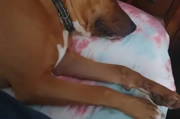 Lost Tan Staffs Cross: Bruce in Ipswich