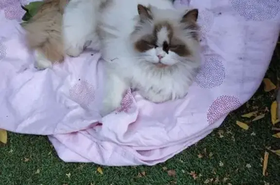 Chat perdu, Istres, photo: Chatte perdue, poils longs blancs, Istres