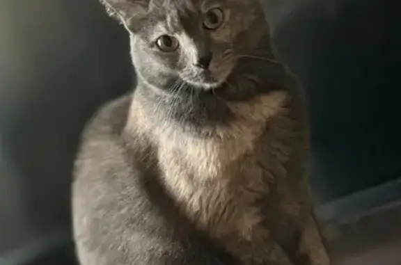 Зникла кішка з унікальним забарвленням