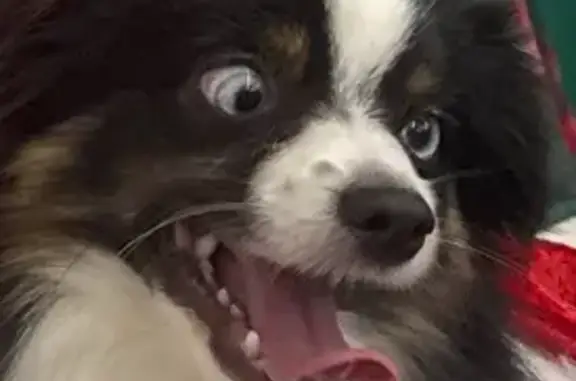 Lost Aussie Pup: Blue-Eyed & Happy!