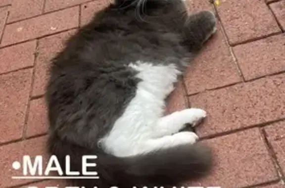 Lost: Very Fluffy Grey & White Cat