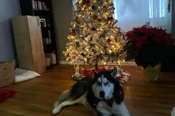 Missing dog Indianapolis, photo: Lost Dog: Black & White, Xmas Collar