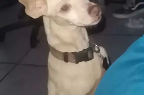 Perro Perdido: Ojos Infectados, Collar Rosa