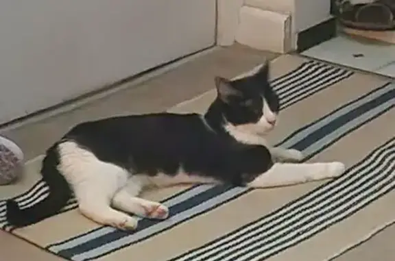 Lost pets Sydney, photo: Lost Black & White Cat on Farrell Ave, Sydney