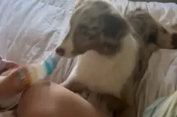 Missing dog Pacific, photo: Help Find Our Beloved Red Meryl Dog