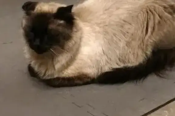 Lost Cat: Cauliflower Ear, Wil...