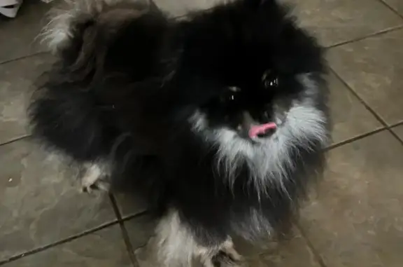 Lost Dog: Black with White & Blonde, Needs Meds - photo