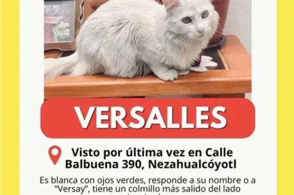 Animales perdidos Ciudad Nezahualcoyotl, foto: Gata Blanca Perdida en Ciudad Nezahualcóyotl