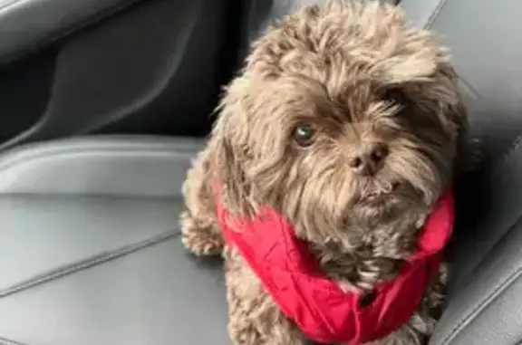 Help Find Teddy: Missing Senior Malshi Poo