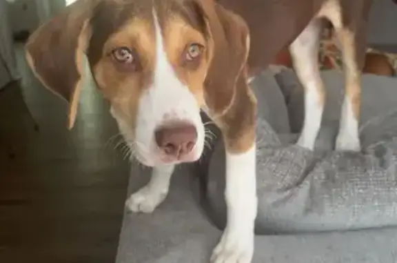 Missing Dog: Last Seen on Upchurch Rd