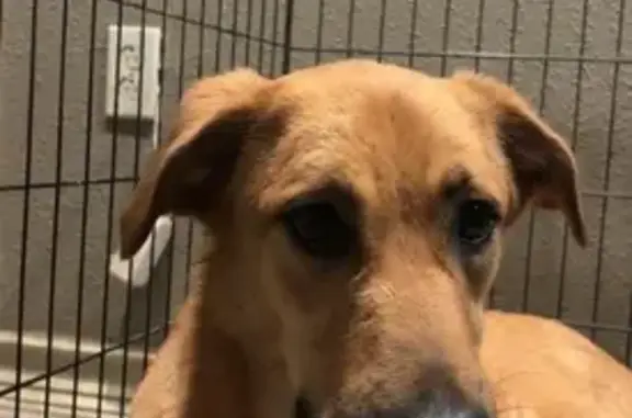 Lost Dog: Sweet & Muddy, Hoxie Area - photo