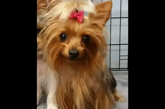 Sweet Lost Dog: Pink Bow, Cedar Bay Rd