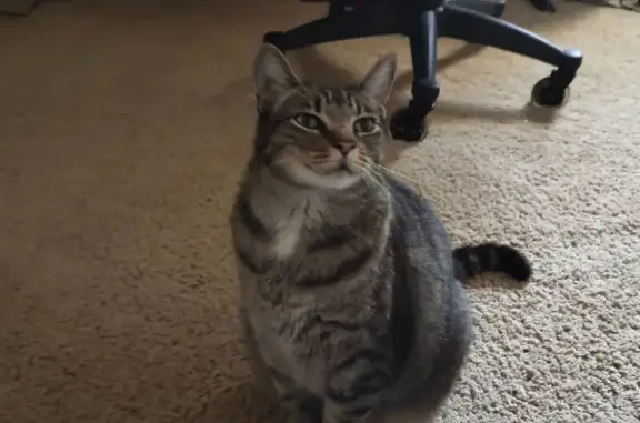 Lost Cat in Pearland: Black Pa...