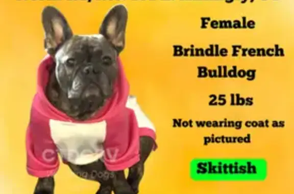 Lost Brindle French Bulldog in Killingly