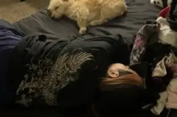 Missing dog Loveland, photo: Lost Fluffy White Dog on E 5th St, Loveland