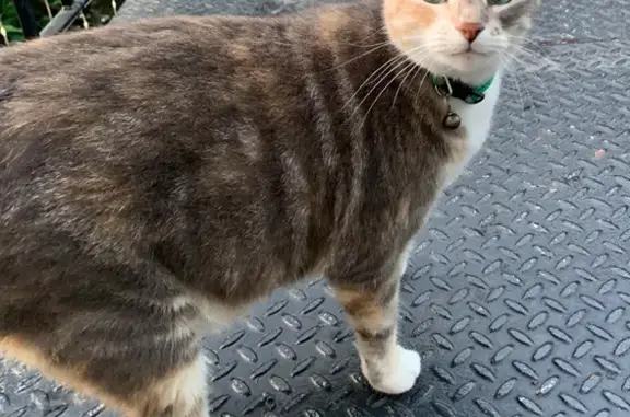 Lost Calico Cat: Minako in New...