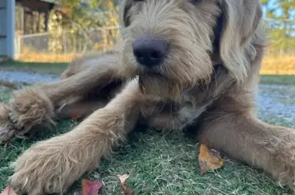 Sweet Lost Dog in Friendship, AR!