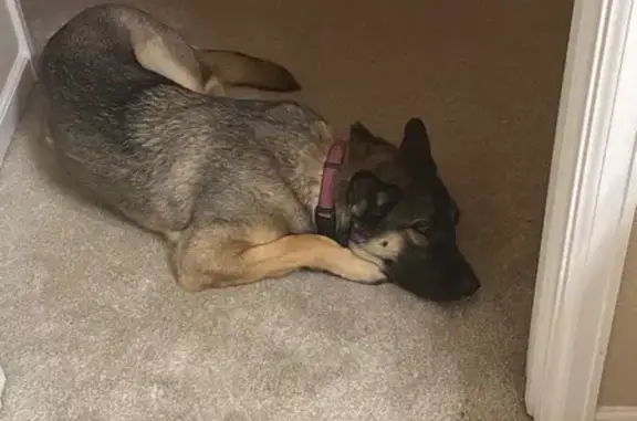 Lost Shepard Mix: Pink Collar, Green Harness - photo