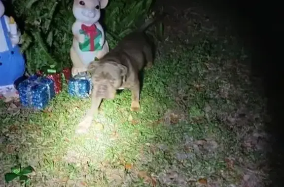 Found: Friendly Brown Dog in Myakka City