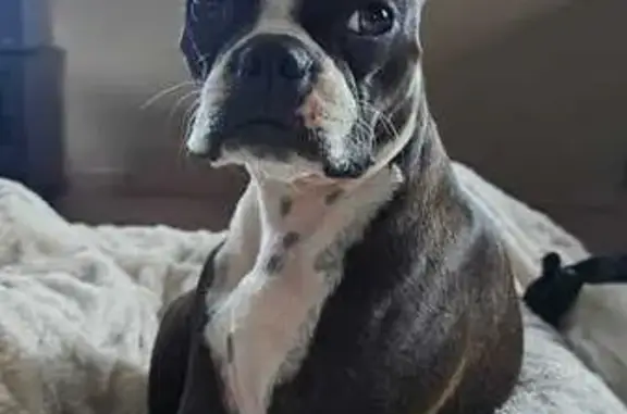 Lost pets Boksburg, photo: Lost Boston Terrier Near Sunward Park