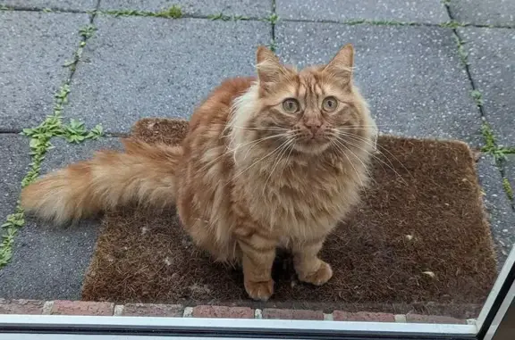 Lost Furry Orange Cat in Stonnington Area