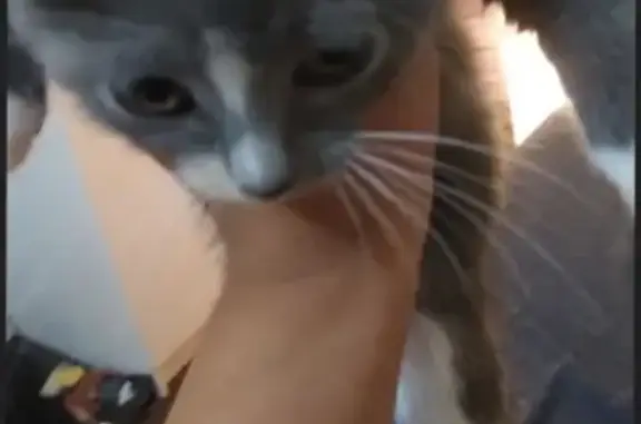 Lost pets , photo: Lost Grey Ragdoll Kitten in Inner West