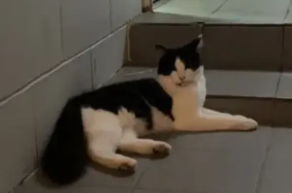 Missing cat Katherine, photo: Lost Cat: Black & White, Fluffy Tail