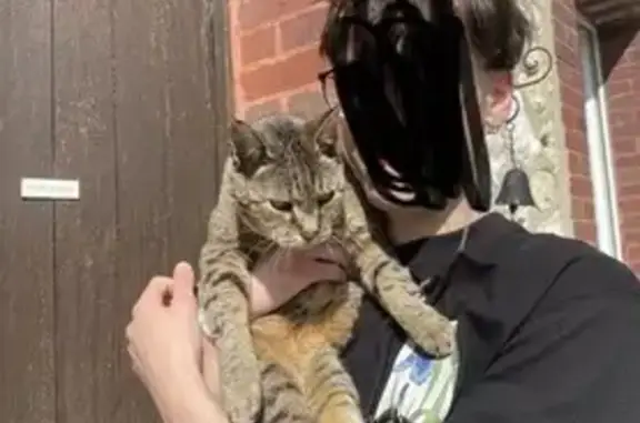 Animaux perdus , photo: Chat perdu : tigre gris, St-Georges-de-Gréhaigne