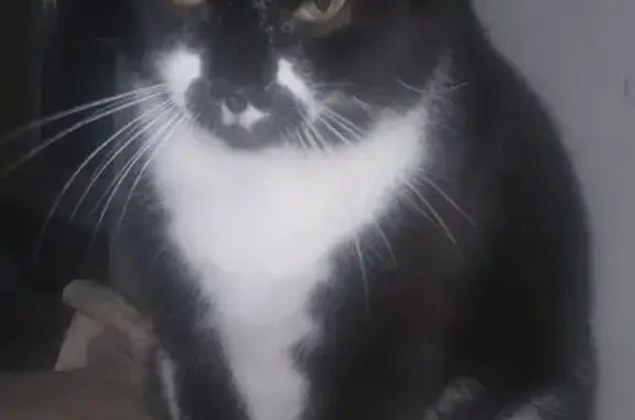 Chat perdu, Le Rouret, photo: Chat noir perdu, détails blancs, Le Rouret