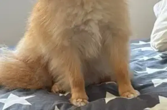 Perrita Pomerania Perdida en Fernán-Núñez