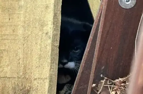 Found cat Canada Bay, photo: Found: Black Kitten with White Marks